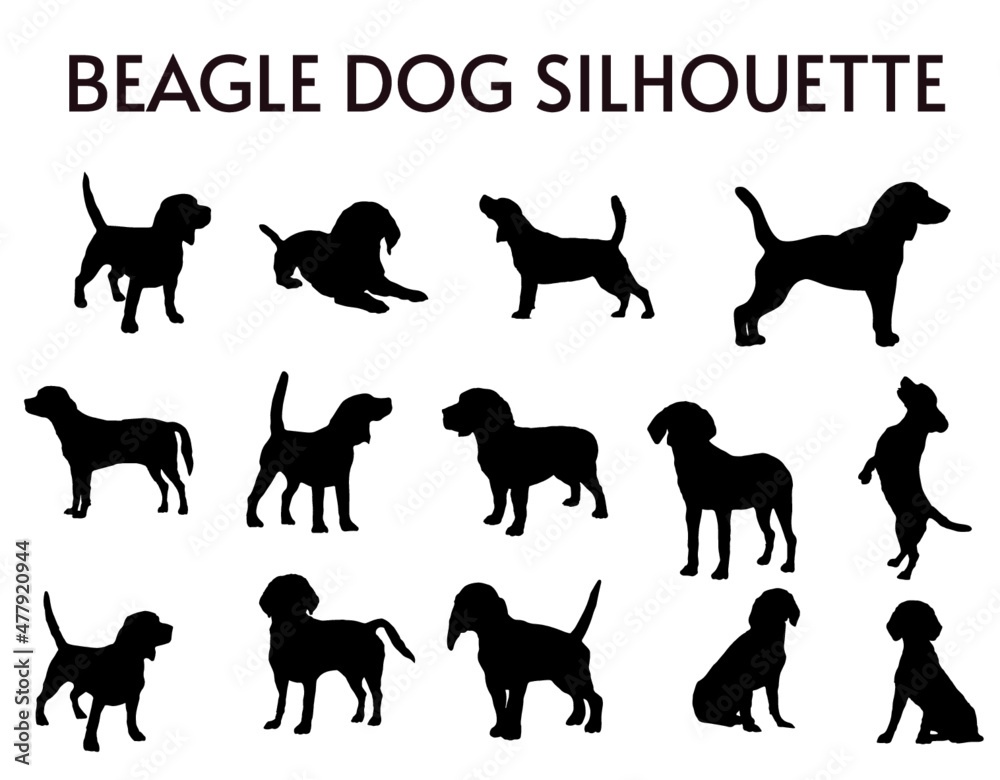 Obraz 14 Set of Beagle Dog Silhouettes vector, isolated black silhouette of a dog, collection, Animal Silhouette, Dog breeds vector silhouettes set