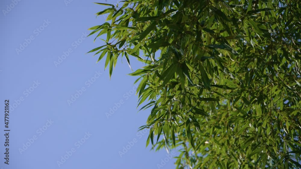 Bamboo forest with the breeze Bamboo forest with the breeze