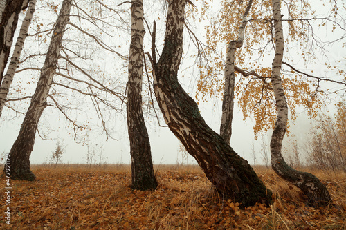 autumn trees in the fog