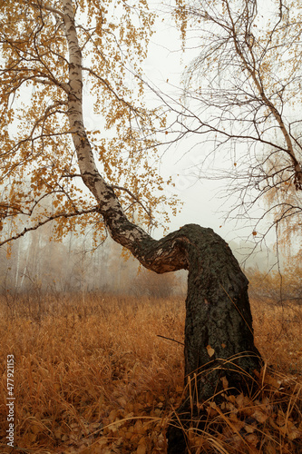 autumn tree in the fog