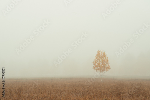 fog in the field
