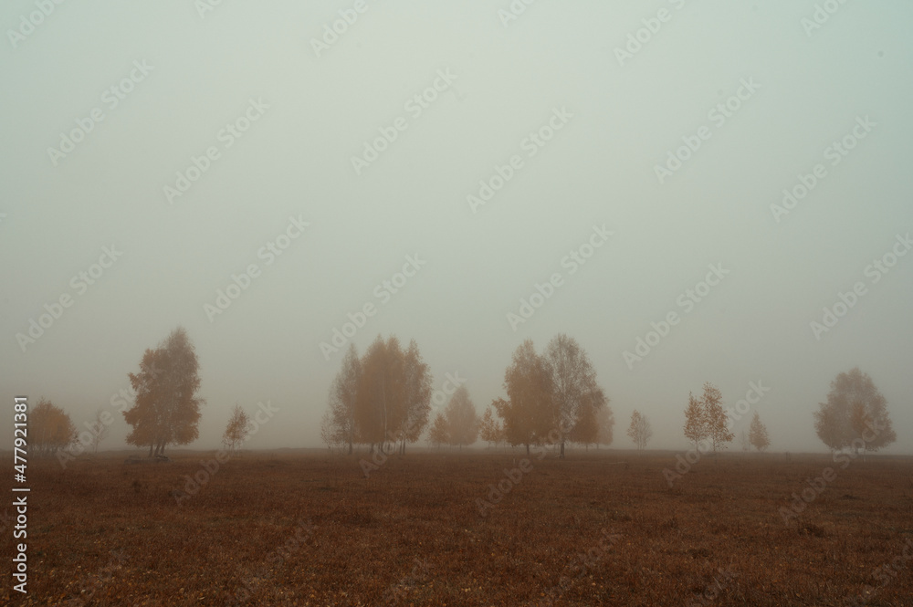 misty morning in the forest