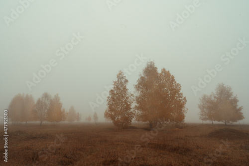 misty morning in the forest
