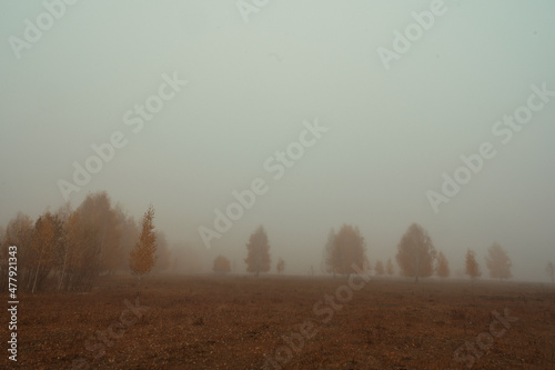 misty morning in the forest