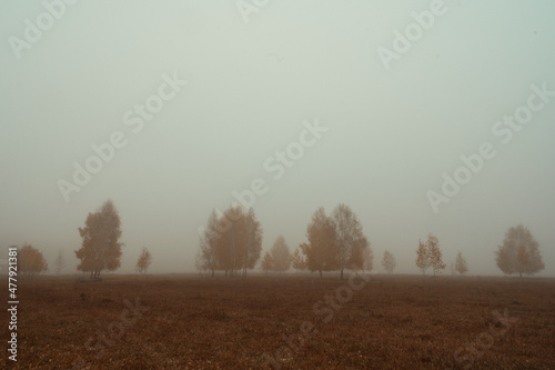 misty morning in the forest