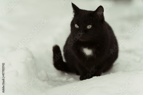 Fototapeta Naklejka Na Ścianę i Meble -  Black cat sitting on white snow