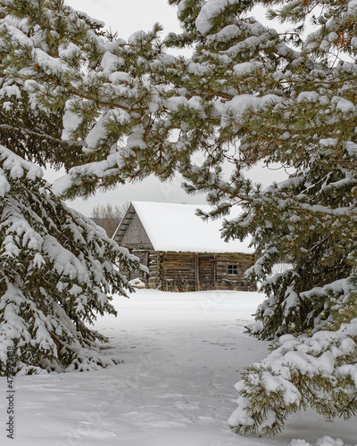 An old house in the mountains surrounded by pine and spruce trees covered in snow