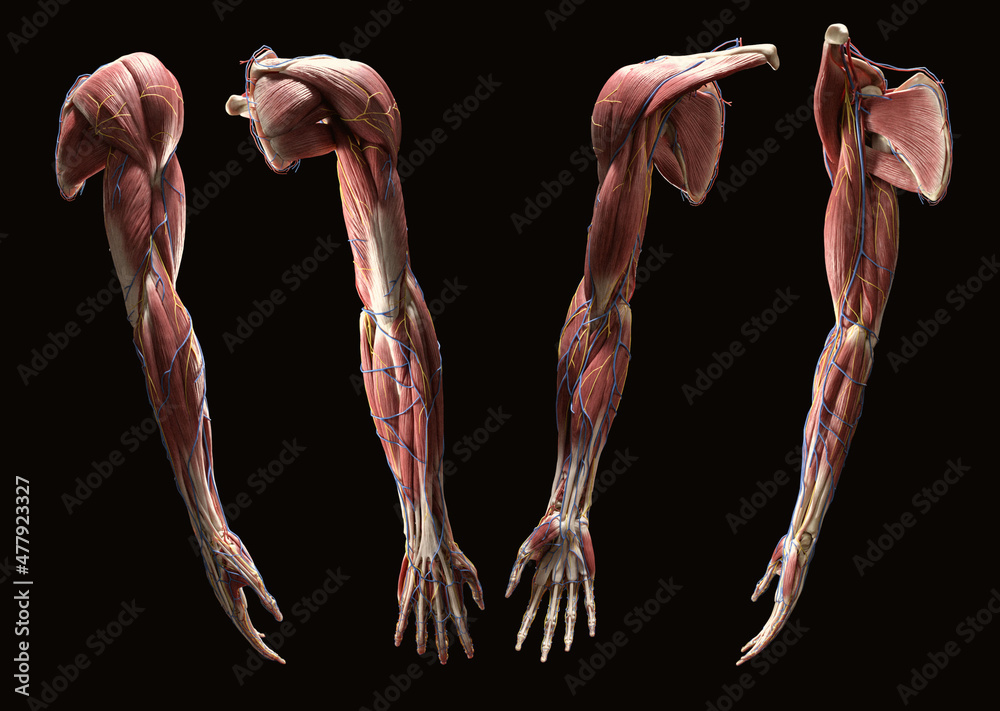 Full arm multi view 3D muscular anatomy Stock Illustration Adobe Stock