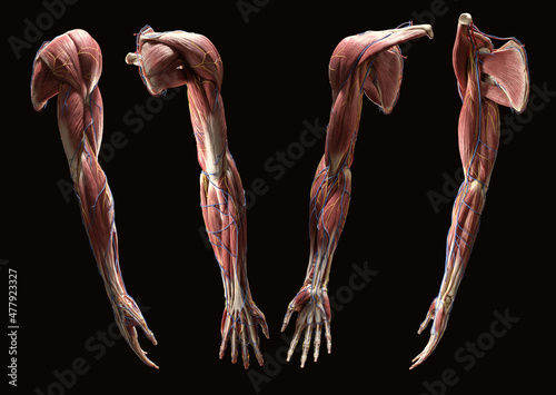 Full arm multi view 3D muscular anatomy