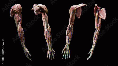 Full arm anatomy, multiple views, 3D rendering
