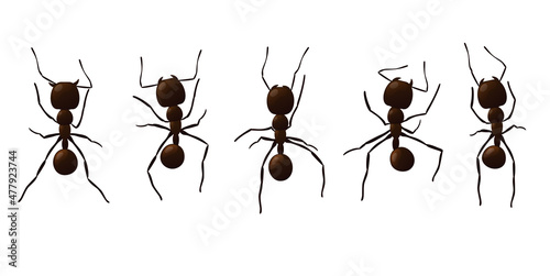 Black ant trail. Working insect curve group silhouettes isolated on white background. Vector illustration.