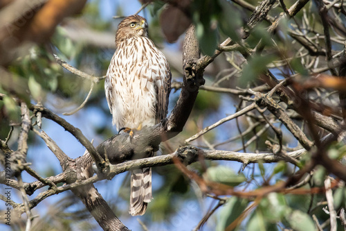 Cooper's Hawk Surveys His Territory from a Dead Snag