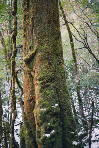 Winter Yaskuhima forest in Kyusyu Japan.