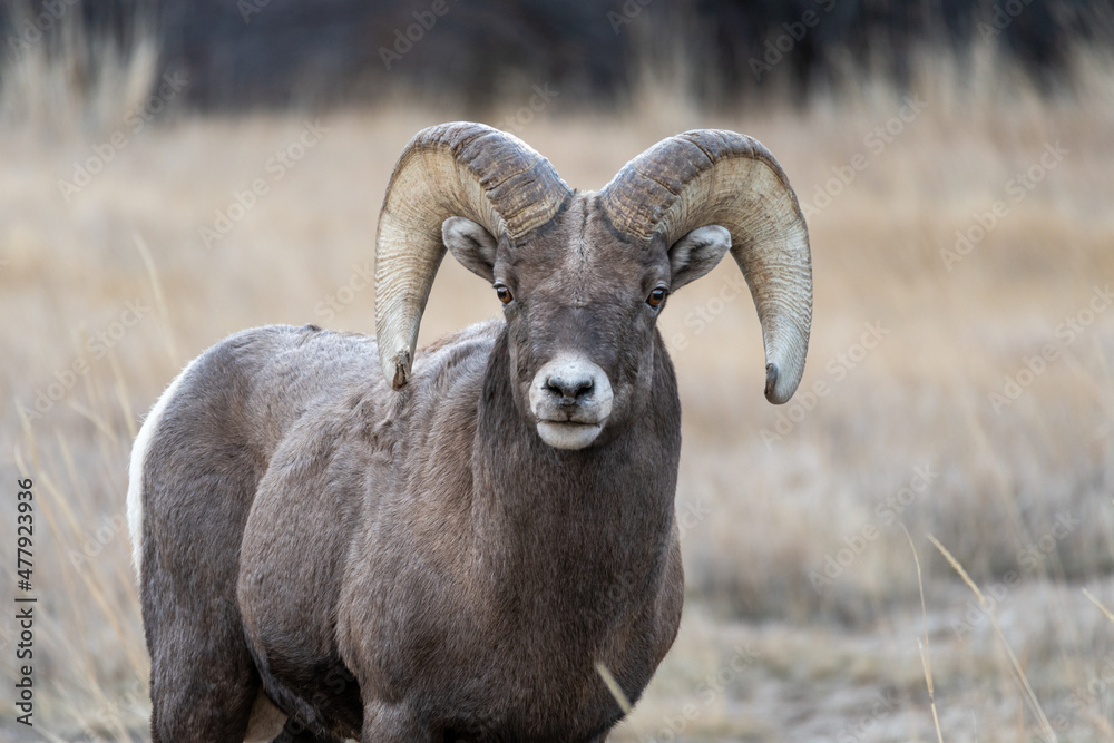 Bighorn sheep in Wyoming Bighorn sheep in Wyoming