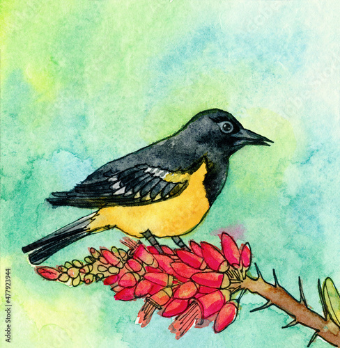 Yellow Bird on a Blooming Thorn Watercolor Illustration. Scott's Oriole USA Bird Painting photo