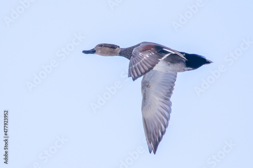 Drake Gadwall Duck Passes Overhead in Winter Light