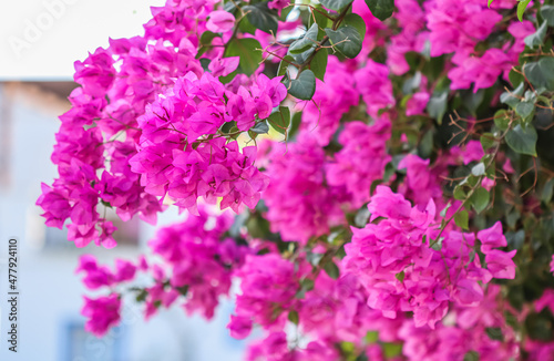 Lush bloom of pink bougainvillea. Tropical flowers background