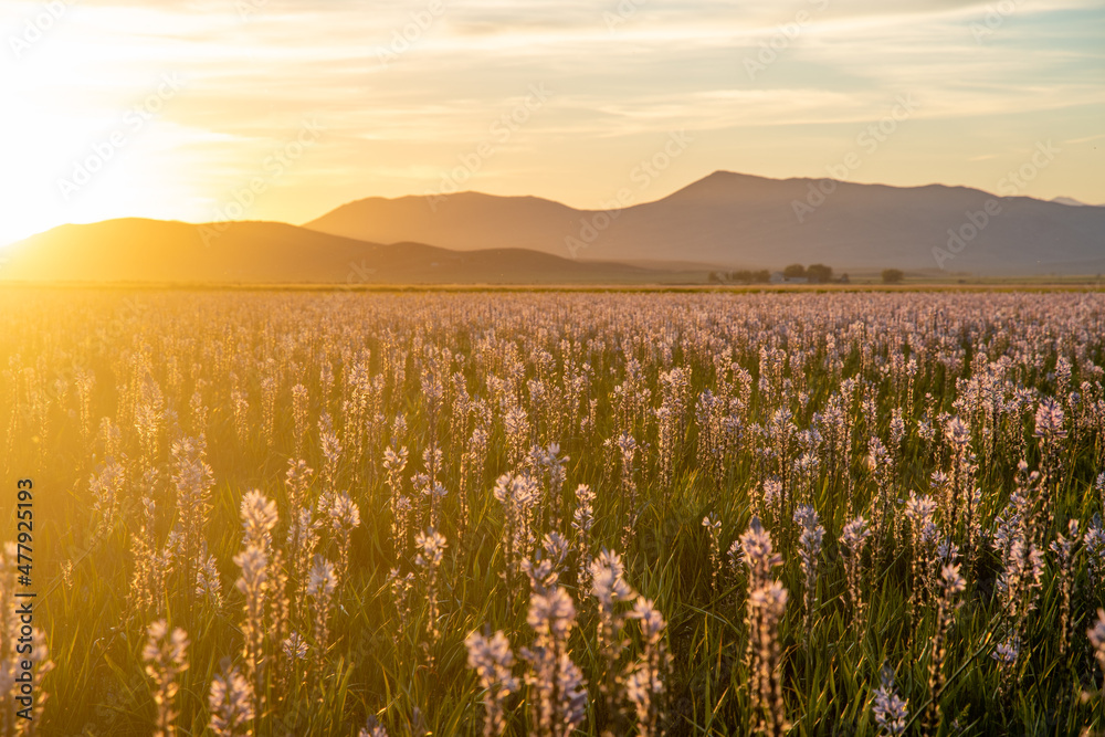 Camas lilies at sunset in Idaho