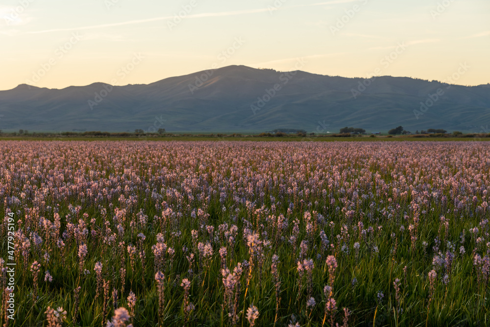 Camas lily field in Idaho