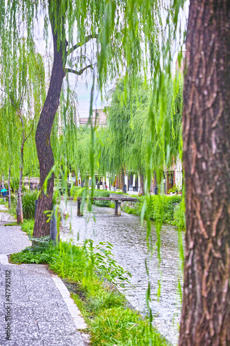 京都市東山区の白川に掛かる一本橋と柳の葉の景観