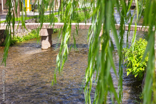 京都市東山区の白川に掛かる一本橋と柳の葉の景観