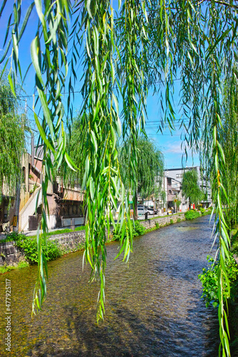 京都市東山区の白川と柳の葉の景観