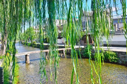 京都市東山区の白川に掛かる一本橋と柳の葉の景観