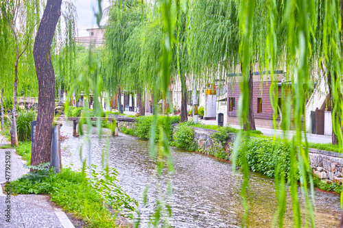 京都市東山区の白川に掛かる一本橋と柳の葉の景観