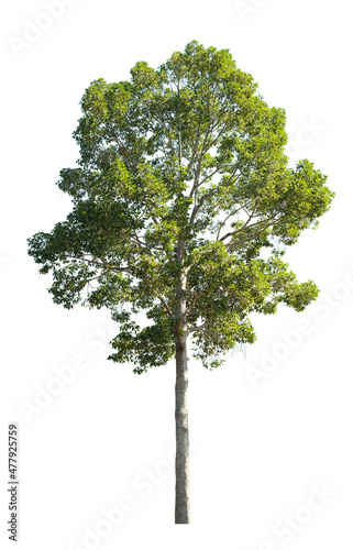 green tree side view isolated on white background  for landscape and architecture layout drawing  elements for environment and garden