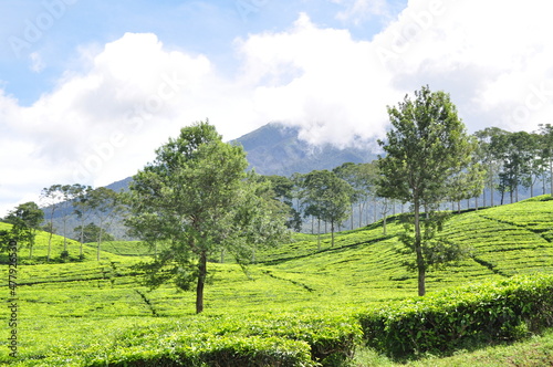 The tea garden in Dempo mountain photo