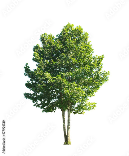green tree side view isolated on white background  for landscape and architecture layout drawing, elements for environment and garden
