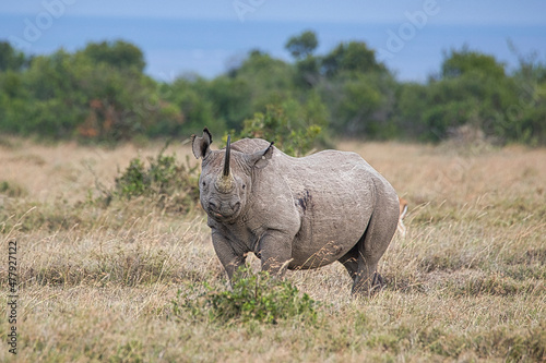 Southern white rhino, Ceratotherium simum simum, in Ol Pejeta Conservancy in Kenya.