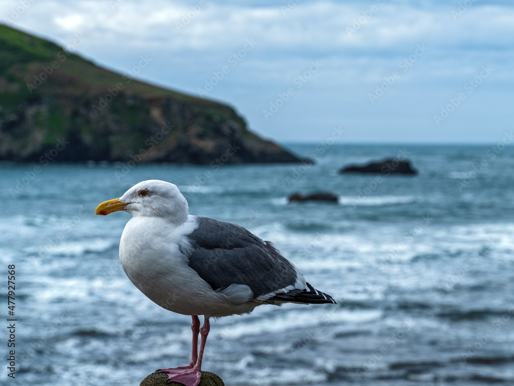 A seagull perched by the Pacific ocean at Harris Beach State Park, Oregon, USA A seagull perched by the Pacific ocean at Harris Beach State Park, Oregon, USA