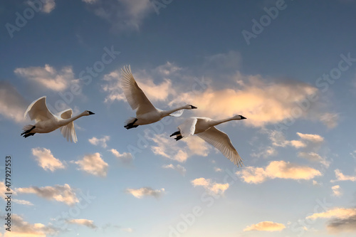 The trumpeter swan  Cygnus buccinator  in flight