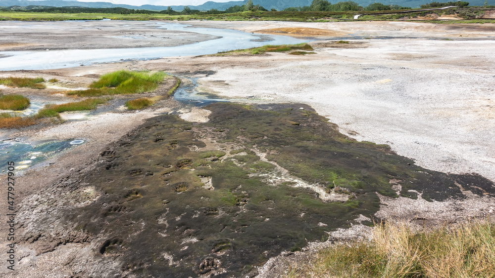 There are hot springs in the caldera of an extinct volcano. Sulphurous deposits on the soil are visible. There are bear paw prints on the moss. Kamchatka. Uzon There are hot springs in the caldera of an extinct volcano. Sulphurous deposits on the soil are visible. There are bear paw prints on the moss. Kamchatka. Uzon