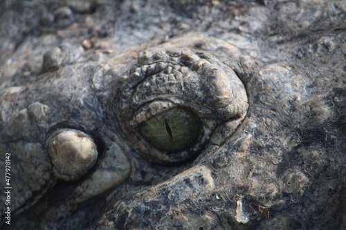 close up of a crocodile