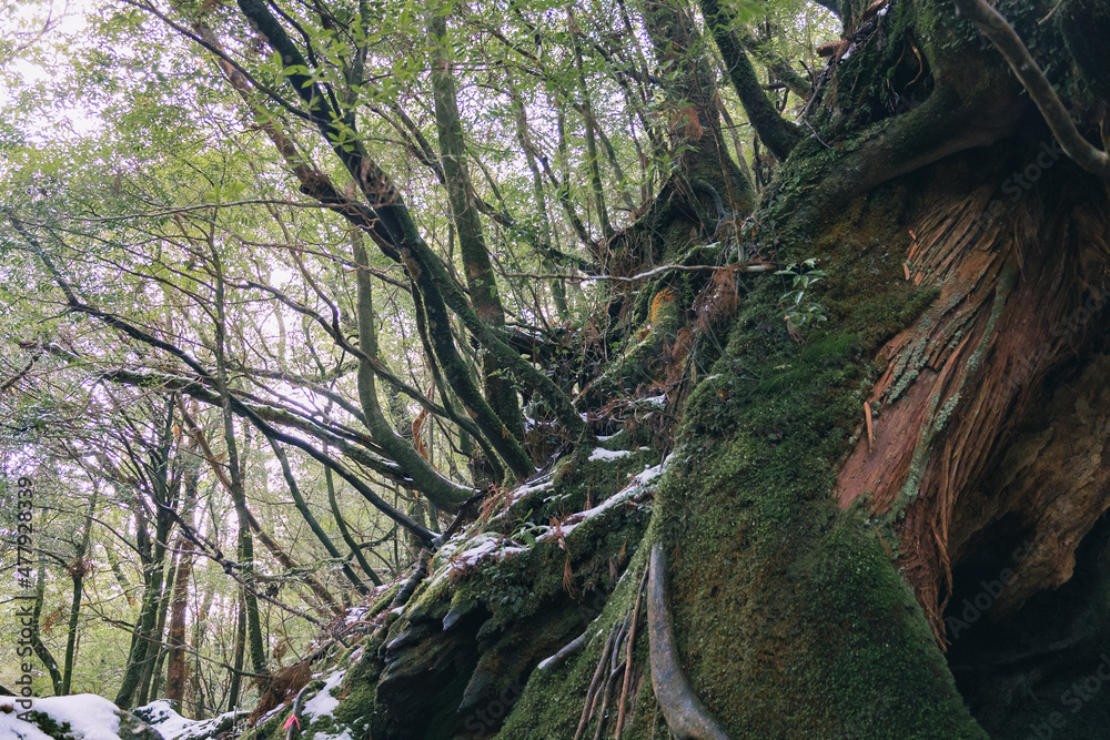 Fototapeta premium Winter Yakushima island in Kyusyu Japan.