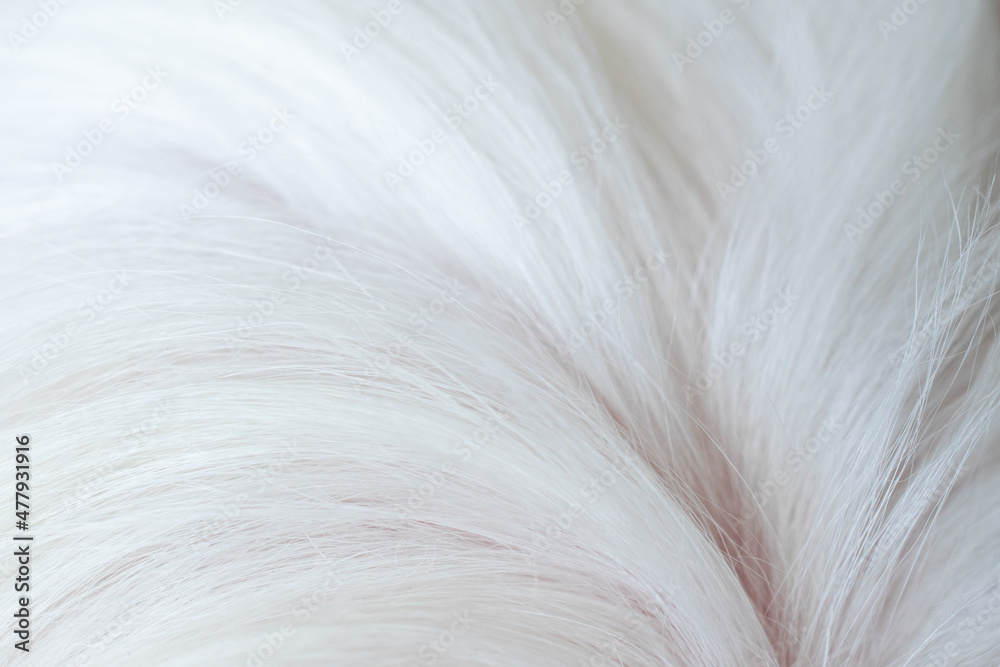 Beautiful abstract white dog fur background close-up Beautiful abstract white dog fur background close-up