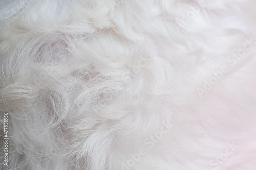 Abstract white dog fur background close-up