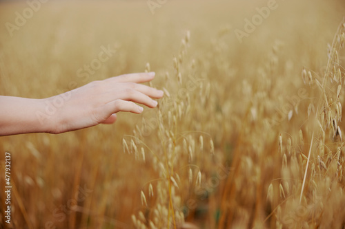 female hand wheat crop agriculture industry fields nature