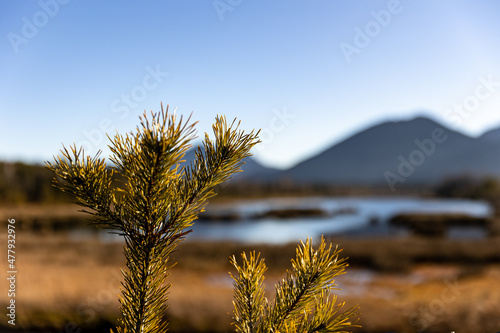 Nicklheimer Filze bei Raubling im Chiemgau  Bayern. Impressionen der renaturierten Moorlandlandschaft in Oberbayern.