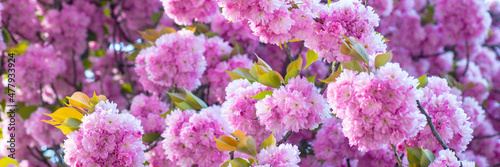 Spring banner  blossom background. Background with flowers on a spring day. Branch spring flowers. Spring flowers background.