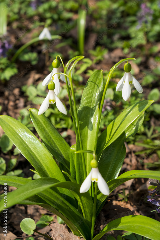 Fototapeta premium Bright white spring snowdrop flowers in sunny garden