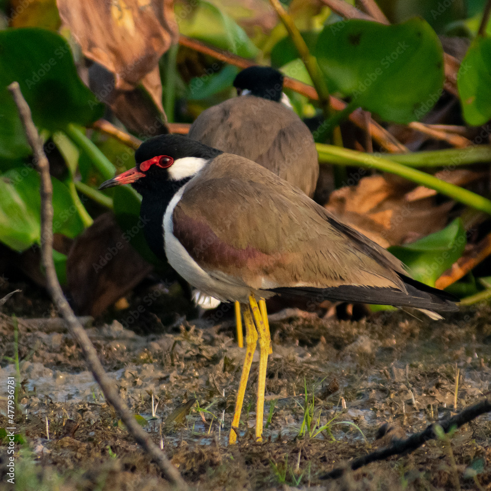 Fototapeta premium A Red-wattled Lapwing