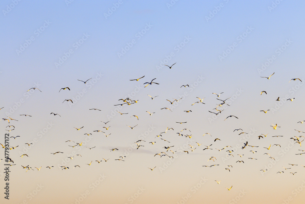 Many seagulls high in the sky at dawn 