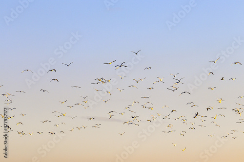 Many seagulls high in the sky at dawn 
