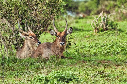Wasserbock in the Tsavo East, Tsavo West and Amboseli National Park in Kenya photo