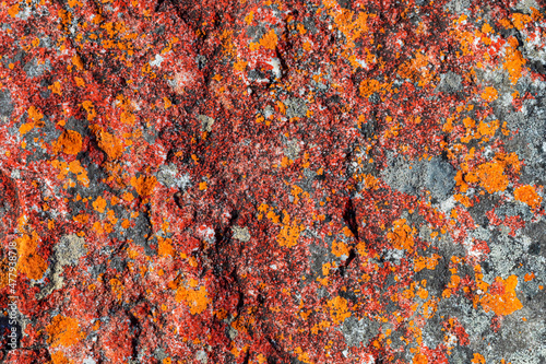 Macro texture of orange red lichen moss growing on mountain rock