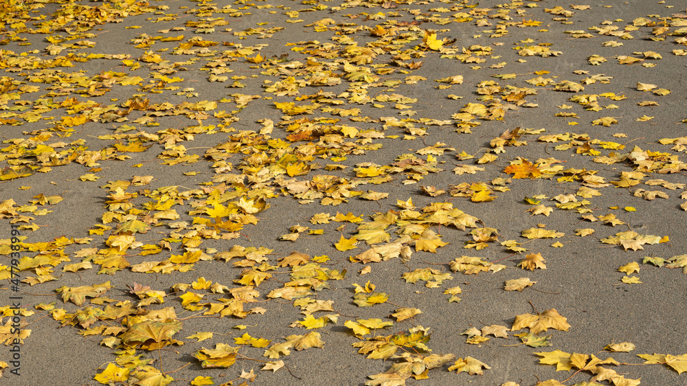 Fallen autumn leaves on the asphalt. Background picture. Fallen autumn leaves on the asphalt. Background picture.