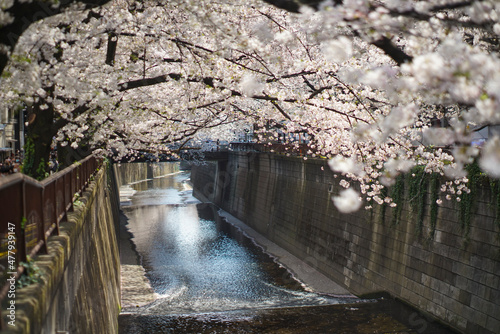 目黒の桜景色 SAKURA